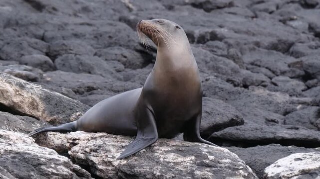 Galapagos Sea Lion swaying from side to side on volcanic rock