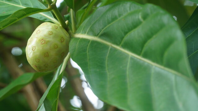 Fresh Noni Fruit (Morinda Citrifolia) Growing on Tree Branch with Green Leaves
