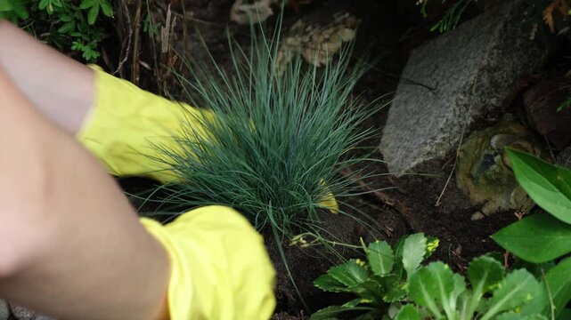 Gardening, summer season. Hands planting decorative plant in soil in garden