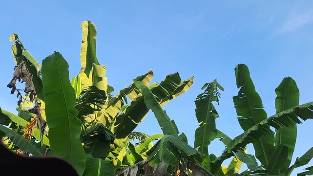 Green banana tree leaves blowing in wind against clear blue sky. Tropical summer nature background. Fresh green foliage, outdoor garden. 4K video for background, leaf, tree, summer, blue sky, green, t