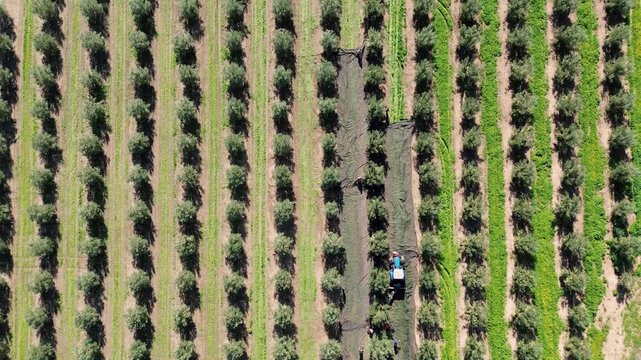 Bird's eye view of automated tractor and farm workers gathering olive harvest using nets in a symmetrical agricultural field