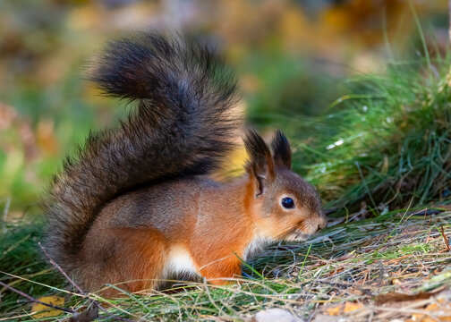 European red squirrel