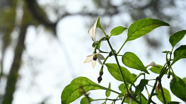 Green chilli peppers are a popular, pungent Indian chilli known for their spicy flavor, vibrant dark green color, and elongated shape. Green chilli pepper plant pests, aphid colony. hoverfly rest.