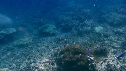 Obraz premium An eerie underwater scene showing schooling blue green chromis (Chromis viridis) among corals in dark deep water in Dauin, Philippines