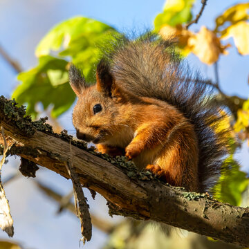 European red squirrel