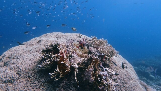 Millipora growing out from a grooved brain coral (Diploria labyrinthiformis)  as group of ternate chromis  (Chromis ternatensis)  swimming in school. Dauin, Philippines