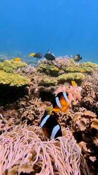 Pair of Clark's anemonefish or yellowtail clownfish (Amphiprion clarkii) swimming among the sebae anemone with the vibrant colorful coral reef visible in the background. Dauin, Philippines