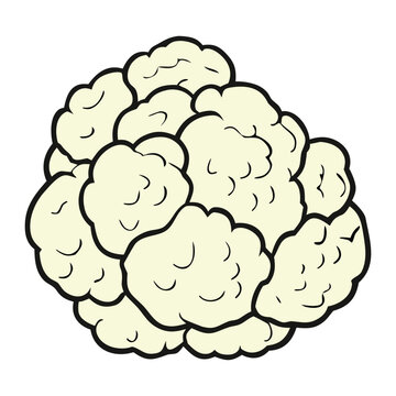 Organic cauliflower vegetable isolated detailed botanical illustration fresh healthy cooking ingredient vector design