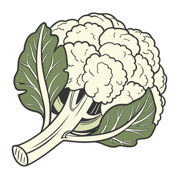 Detailed realistic cauliflower head with green leaves natural fresh vegetable vector design for food and agriculture concept