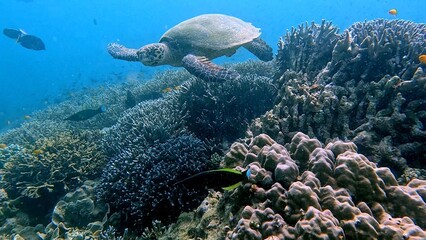 A critically endangered hawksbill sea turtle (Eretmochelys imbricata) swimming above a vibrant bustling coral reef in clear blue water. Dauin, Philippines © MarieXMartin