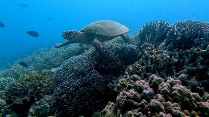 A critically endangered hawksbill sea turtle (Eretmochelys imbricata) navigating a dense bustling coral reef in hazy blue water. Dauin, Philippines © MarieXMartin