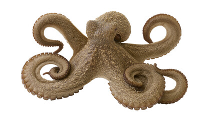 Brown octopus with textured skin and suckers, isolated on transparent background © Nina