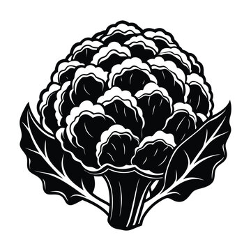 Detailed cauliflower vegetable silhouette vector illustration isolated on white background for healthy food and agriculture design