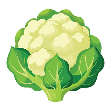 White cauliflower vegetable botanical drawing isolated on clean background healthy organic food vector artwork