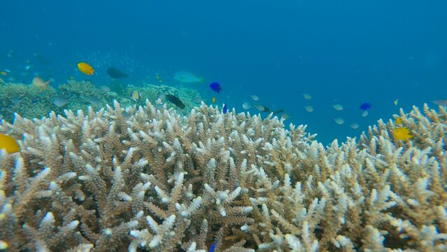 Dense colony of staghorn corals (Acropora cervicornis) inhabited by colorful fish with the blue expanse of the sea visible in the background. Dauin, Philippines