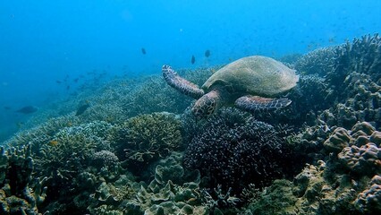 A hawksbill sea turtle (Eretmochelys imbricata) descending over a diverse coral reef teeming with marine life in hazy blue plankton rich waters. Dauin, Philippines © MarieXMartin