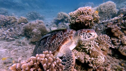 A close-up of a green sea turtle (Chelonia mydas) with two live sharksucker (Echeneis naucrates) attached to it as it rest among dense coral colonies in the bustling reef. Dauin, Philippines © MarieXMartin