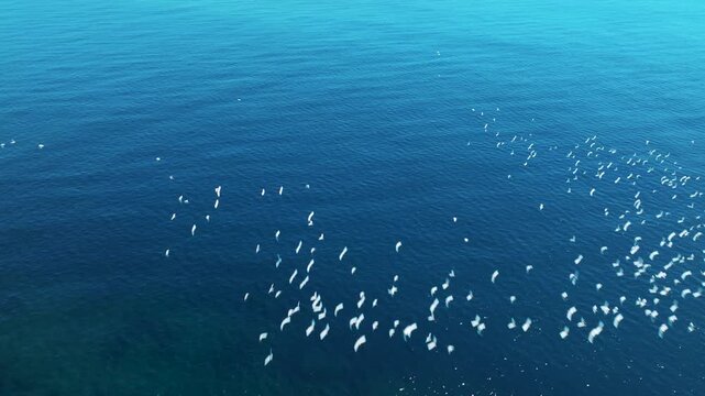 Aerial view of birds flying over ocean waves