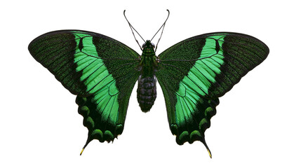 Emerald green butterfly with black markings, isolated on transparent background © Emilia
