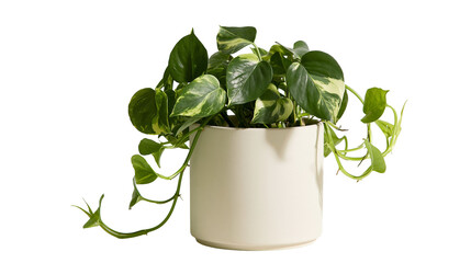 Variegated Pothos plant in a cream ceramic pot, isolated on transparent background © Emilia