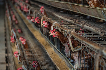 A perspective, wide-angle interior view of an intensive poultry farming facility showing endless rows of multi-tiered wire battery cages filled with brown laying hens © danil