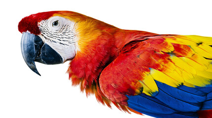 Scarlet macaw parrot with vibrant red yellow and blue feathers, isolated on transparent background © Emilia
