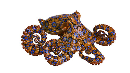 Blue-ringed octopus with patterned skin, isolated on transparent background © Emilia