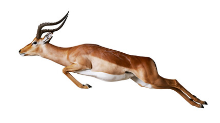 Brown impala antelope with curved horns leaping, isolated on transparent background © Emilia