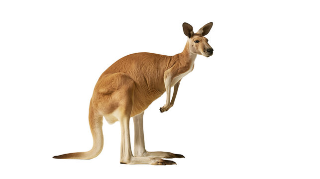 Red kangaroo standing, isolated on transparent background