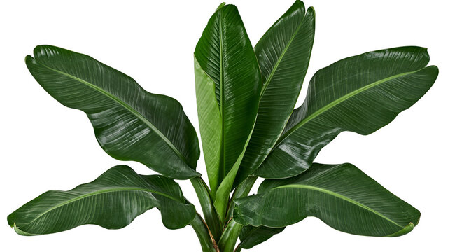 Large green banana leaves with prominent veins, isolated on transparent background