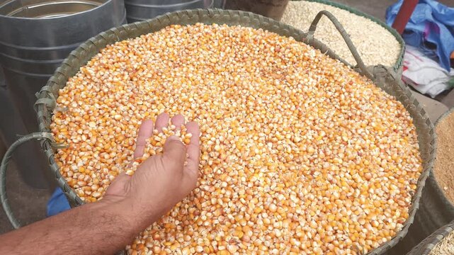 Male hand inspecting raw corn kernels in storage, close-up of harvested maize for agriculture and animal feed