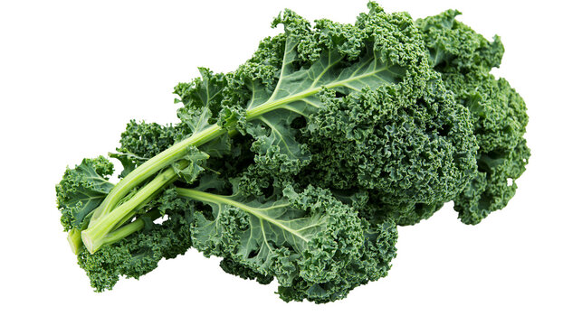 Fresh curly green kale leaves with thick stems, isolated on transparent background