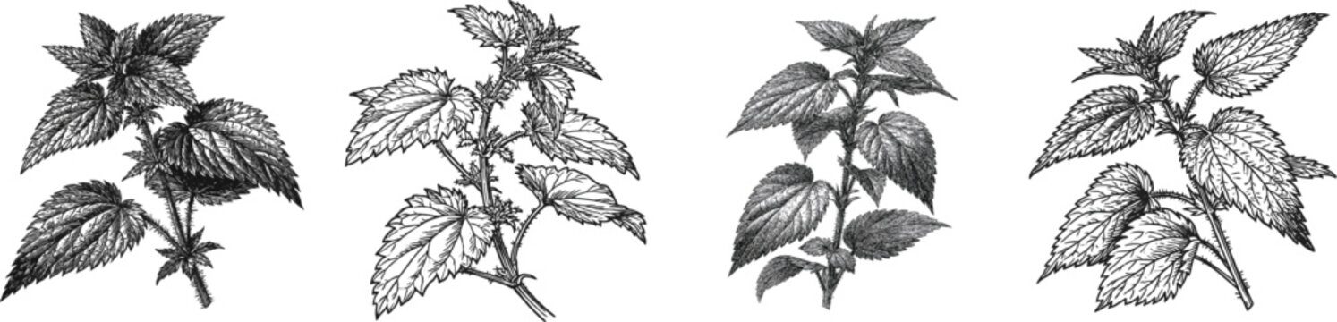 A meticulously detailed botanical illustration of a single stinging nettle plant showcases intricate leaves, stems, and hairs in bold black and white line art against a solid white background
