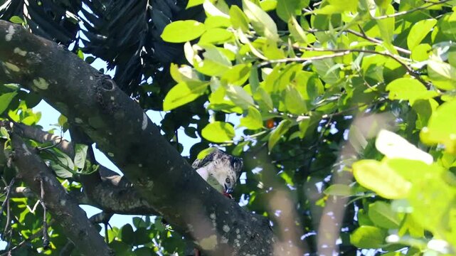 A wild hawk bird of prey looking down while perched on a tree branch below bright green leaves