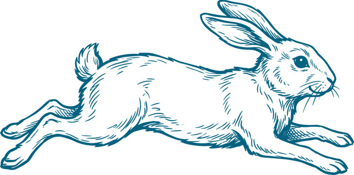Wild rabbit hare running in mid-air blue line art sketch illustration