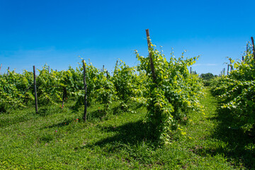 Fototapeta premium Panorama dei filari di una vigna sull'isola di Sant'Erasmo nella laguna di Venezia in una giornata estiva