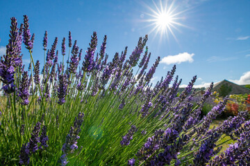 Lavender in an English country garden. Beautiful purple flowers with am early morning sunrise behind. Gardening and horticulture. Herbs and sleep aid.  © Steven