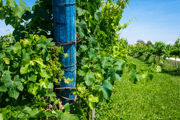 Dettaglio del filare di una vigna sull'isola di Sant'Erasmo nella laguna di Venezia in una giornata estiva © Andrea Vismara