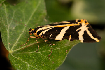 Jersey Tiger Moth Euplagia quadripunctaria  © Mondo