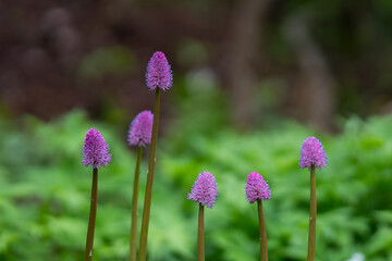 Fototapeta premium Swamp pink flowers announce the arrival of spring, celebrating one of nature's rarest woodland treasures. Pink swamp pink (Helonias bullata) wildflowers blooming on slender stems in a woodland. 