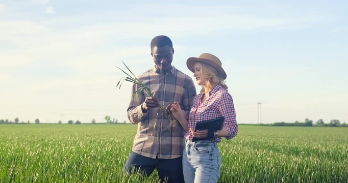 Male and female farmers standing in green wheat field examining crop while using tablet during the day.
