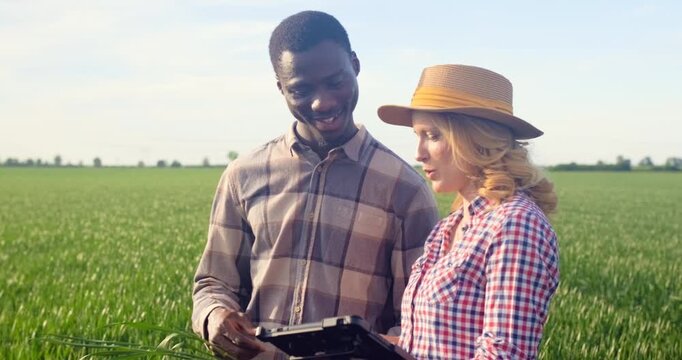 Male and female farmers standing in green wheat field examining crop while using tablet during the day.