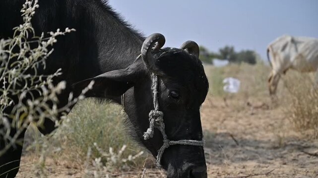 Close-Up of Black Water Buffalo Grazing in a Rural Field | Farm Animal 4K Footage