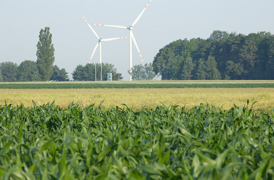 Windkraftanlagen hinter einem gr&uuml;nen Maisfeld und landwirtschaftlichen Nutzfl&auml;chen im Sommer