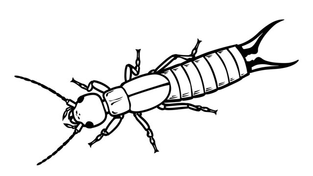 Earwig insect illustration on white background.