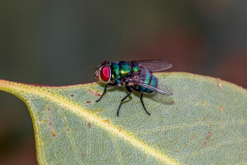 Metallic Blow Fly Perched On Leaf © Andrew