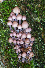 Fototapeta premium Cluster of Tiny Pink Mushrooms Growing on Moss Covered Decaying Log
