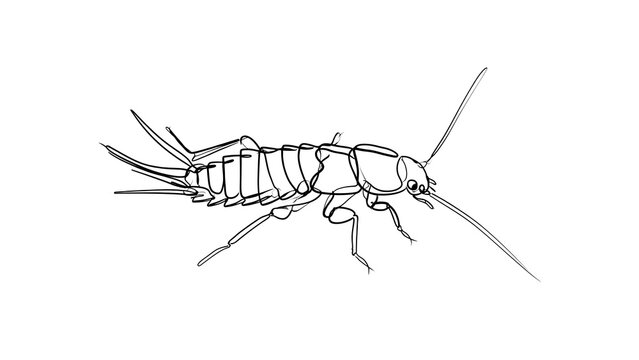 Detailed line drawing of an earwig on white background.
