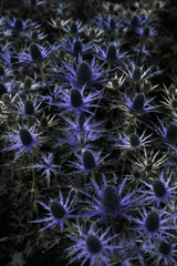 Fototapeta premium flor violeta natureza verde estufa arvore planta 
