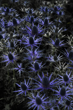 flor violeta  natureza verde estufa arvore planta 
